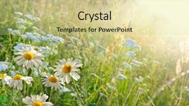  Presentation with pink and green nature - Theme having sunny daisy medow - green grass and chamomiles background and a blonde colored foreground