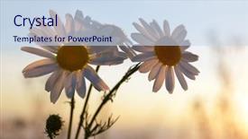  Presentation with meadow - Cool new theme with sunny daisy medow - marguerite daisies on meadow backdrop and a sky blue colored foreground