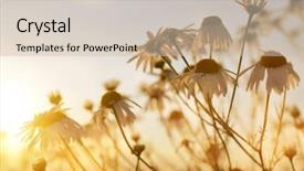  Presentation with wild flower in field of daisies - Beautiful presentation design featuring sunny daisy medow - marguerite daisies on meadow backdrop and a soft green colored foreground