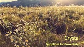  Presentation with meadow - Amazing slide deck having sunny daisy medow - summer meadow backdrop and a  colored foreground