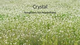  Presentation with white flowers - PPT theme consisting of sunny daisy medow - white spring flowers field meadow background and a mint green colored foreground