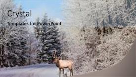  Presentation with snow day - Slide set consisting of sunny day at christmas the snow-covered road in the northern forest the red deer with branchy horns costs on skiing run background and a light blue colored foreground
