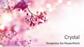  Presentation with blurred flowers - Amazing slide set having sunny day beautiful orchard abstract backdrop and a pink colored foreground