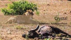  Presentation with kruger - Beautiful PPT theme featuring sunny day in kruger national backdrop and a  colored foreground