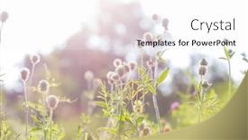  Presentation with meadow - Amazing presentation theme having sunny-day-on-the-flowers backdrop and a white colored foreground