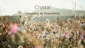  Presentation with meadow - Cool new slide deck with sunny-day-on-the-flowers backdrop and a cream colored foreground