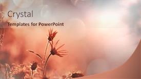  Presentation with beautiful nature - Presentation theme having sunny-day-on-the-flowers background and a lemonade colored foreground