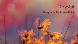  Presentation with beautiful nature - Presentation with sunny-day-on-the-flowers background and a coral colored foreground