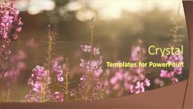  Presentation with beautiful-nature - Presentation design with sunny-day-on-the-flowers background and a tawny brown colored foreground