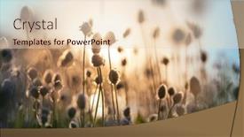  Presentation with plants - Presentation theme consisting of sunny-day-on-the-flowers background and a lemonade colored foreground