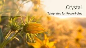  Presentation with plants - Slide set enhanced with sunny-day-on-the-flowers background and a blonde colored foreground