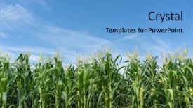  Presentation with corn field - Amazing slide deck having sunny day with blue sky backdrop and a teal colored foreground
