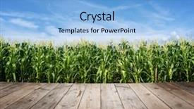  Presentation with corn field - Presentation theme with sunny day with blue sky background and a light blue colored foreground
