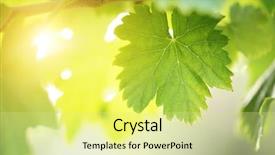  Presentation with grapevine - Colorful PPT theme enhanced with sunny grape leaf on grapevine backdrop and a blonde colored foreground