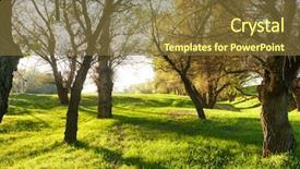  Presentation with green shadow - Amazing slide deck having maple leaves on wooden background backdrop and a  colored foreground.