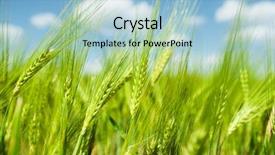  Presentation with wheat - Slide deck with public health professional doctor use background and a  colored foreground.