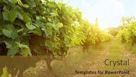  Presentation with vineyard - PPT layouts featuring sunny-landscape-of-vineyard-french background and a gold colored foreground