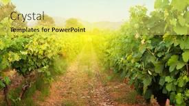  Presentation with vineyard - Slides enhanced with sunny-landscape-of-vineyard-french background and a yellow colored foreground