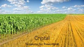  Presentation with corn field - PPT theme having sunny meadow - corn field and blue sky background and a gold colored foreground