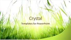  Presentation with green and purple mardi gras - Beautiful PPT layouts featuring sunny meadow - green summer grass and sun backdrop and a  colored foreground