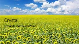  Presentation with blue flower bulb field - Cool new presentation theme with sunny meadow - sunflower field over cloudy blue backdrop and a  colored foreground