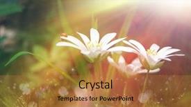  Presentation with sunlight - Amazing theme having sunny meadow - white tinny flower backdrop and a gold colored foreground