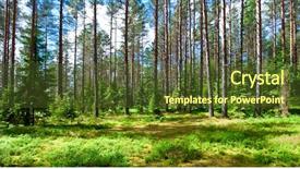  Presentation with meadow - Theme with sunny meadow at summer forest background and a tawny brown colored foreground