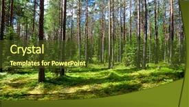  Presentation with meadow - Colorful presentation theme enhanced with sunny meadow at summer forest backdrop and a tawny brown colored foreground