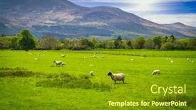  Presentation with ireland - Colorful PPT layouts enhanced with sunny-meadow-with-a-flock backdrop and a tawny brown colored foreground