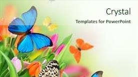  Presentation with tulips - Audience pleasing presentation theme consisting of sunny medow colour butterfly - beautiful bouquet of colorful tulips backdrop and a cream colored foreground