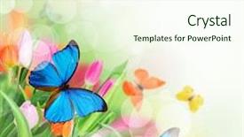  Presentation with tulips - Amazing presentation having sunny medow colour butterfly - beautiful bouquet of colorful tulips backdrop and a cream colored foreground