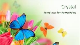  Presentation with tulips - PPT theme featuring sunny medow colour butterfly - beautiful bouquet of colorful tulips background and a cream colored foreground