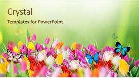 Presentation with tulips - Slide deck having sunny medow colour butterfly - beautiful bouquet of colorful tulips background and a soft green colored foreground