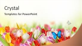  Presentation with tulips - PPT theme having sunny medow colour butterfly - beautiful bouquet of colorful tulips background and a white colored foreground