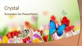  Presentation with tulips - Cool new theme with sunny medow colour butterfly - beautiful bouquet of colorful tulips backdrop and a cream colored foreground