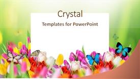  Presentation with paper quilling colorful paper flowers - Amazing presentation theme having sunny medow colour butterfly - beautiful bouquet of colorful tulips backdrop and a cream colored foreground