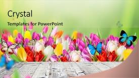  Presentation with tulips - Amazing presentation theme having sunny medow colour butterfly - beautiful bouquet of colorful tulips backdrop and a soft green colored foreground