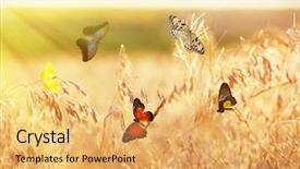  Presentation with rustic purple butterflies - Audience pleasing slide deck consisting of sunny medow colour butterfly - beautiful butterflies flying on meadow backdrop and a yellow colored foreground