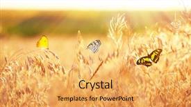  Presentation with rustic purple butterflies - Amazing PPT theme having sunny medow colour butterfly - beautiful butterflies flying on meadow backdrop and a yellow colored foreground