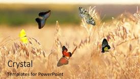  Presentation with meadow - Presentation design featuring sunny medow colour butterfly - beautiful butterflies flying on meadow background and a yellow colored foreground