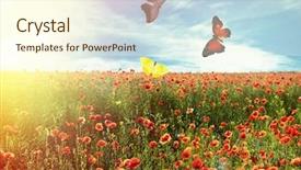  Presentation with poppy - Amazing slide deck having sunny medow colour butterfly - beautiful butterflies in field backdrop and a cream colored foreground