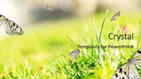  Presentation with beautiful green - PPT theme with sunny medow colour butterfly - beautiful butterflies on green grass background and a  colored foreground