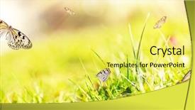  Presentation with beautiful green - Slides enhanced with sunny medow colour butterfly - beautiful butterflies on green grass background and a  colored foreground