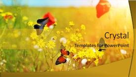  Presentation with meadow - PPT layouts having sunny medow colour butterfly - beautiful butterflies on meadow flowers background and a gold colored foreground