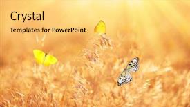  Presentation with bees butterflies - Amazing slide set having sunny medow colour butterfly - beautiful butterflies on meadow backdrop and a  colored foreground