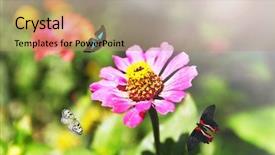  Presentation with butterflies - Colorful theme enhanced with arrows technololgy and investment backdrop and a gray colored foreground.