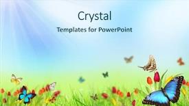  Presentation with butterflies - Presentation design having sunny medow colour butterfly - beautiful spring meadow with butterflies background and a cool aqua colored foreground