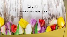  Presentation with dark vintage wood table texture - PPT theme having sunny medow colour butterfly - beautiful tulips background on wooden background and a white colored foreground