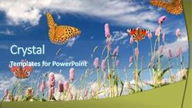  Presentation with bees butterflies - Cool new slides with sunny medow colour butterfly - butterflies backdrop and a  colored foreground