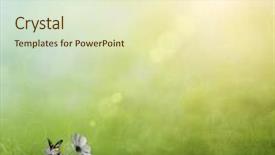  Presentation with butterfly - PPT theme enhanced with sunny medow colour butterfly - fresh spring bokeh background background and a soft green colored foreground